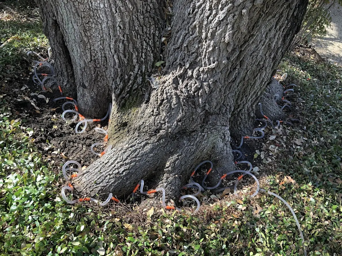 Detailed Tree Cabling and Bracing job site in Drayton